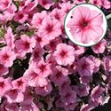 Afbeelding van Petunia P12 Pink Vein